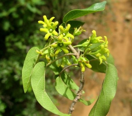 Gymnema Sylvestre plant
